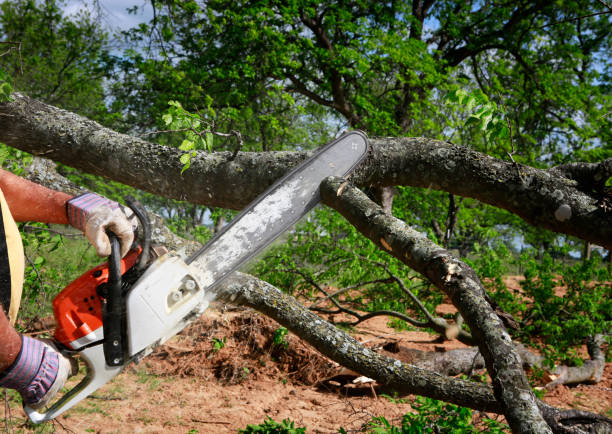 Tree Root Removal in Hamilton City, CA